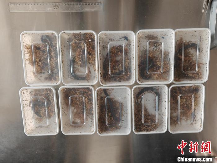 賭博：北京海關去年截獲外來物種三百餘種次